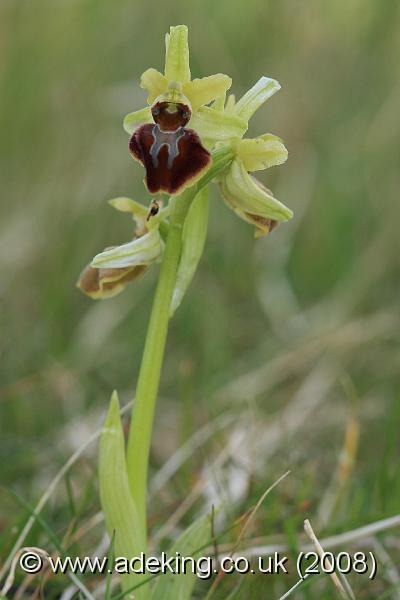 IMG_4468.JPG - 26th April 2008 - Early Spider Orchid (Ophrys sphegodes) - Durlston Country Park