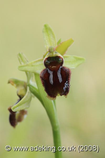 IMG_4497.JPG - 26th April 2008 - Early Spider Orchid (Ophrys sphegodes) - Durlston Country Park