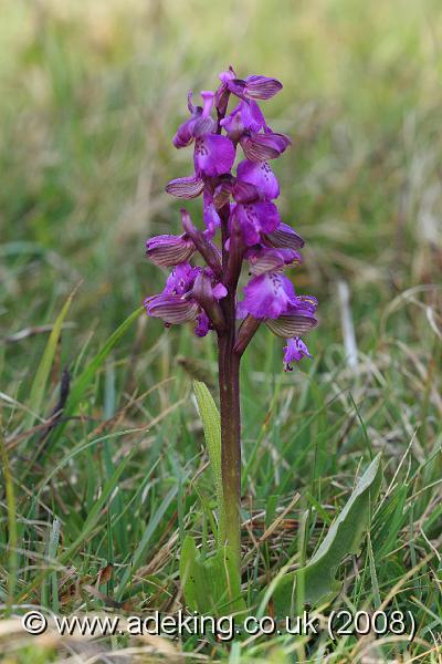 IMG_4650.JPG - 26th April 2008 - Green Veined Orchid (Anacamptis morio) - Durlston Country Park