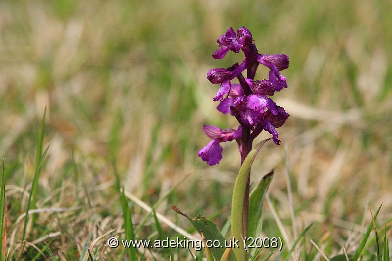 IMG_4757.JPG - 26th April 2008 - Green Veined Orchid (Anacamptis morio) - Durlston Country Park