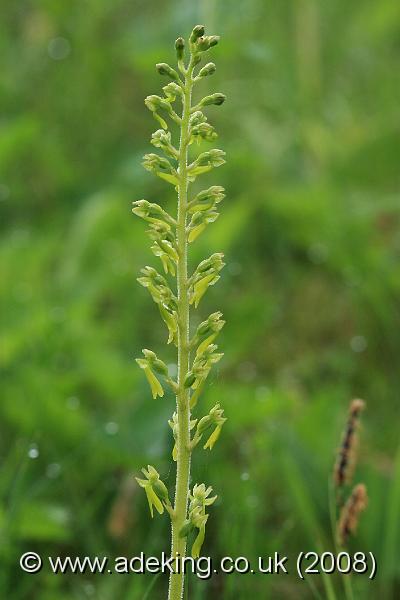 IMG_5385.JPG - 10th May 2008 - Common Twayblade (Neottia ovata) - Hartslock Reserve (Oxon)