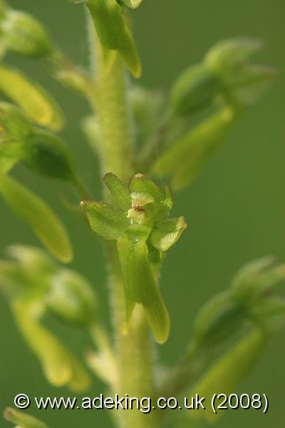 IMG_5400.JPG - 10th May 2008 - Common Twayblade (Neottia ovata)  - Hartslock Reserve (Oxon)