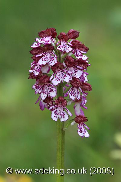 IMG_5406.JPG - 10th May 2008 - Lady Orchid (Orchis purpurea) - Hartslock Reserve (Oxon)