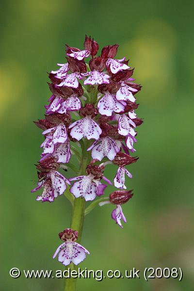 IMG_5419.JPG - 10th May 2008 - Lady Orchid (Orchis purpurea) - Hartslock Reserve (Oxon)