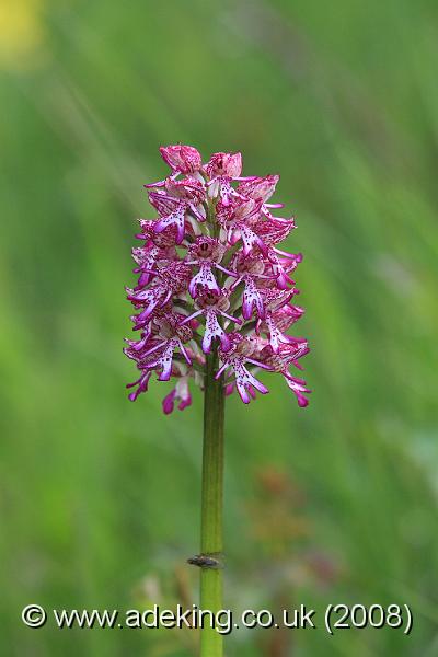 IMG_5436.JPG - 10th May 2008 - Lady x Monkey Orchid Hybrid (Orchis purpurea x. simia) - Hartslock Reserve (Oxon)