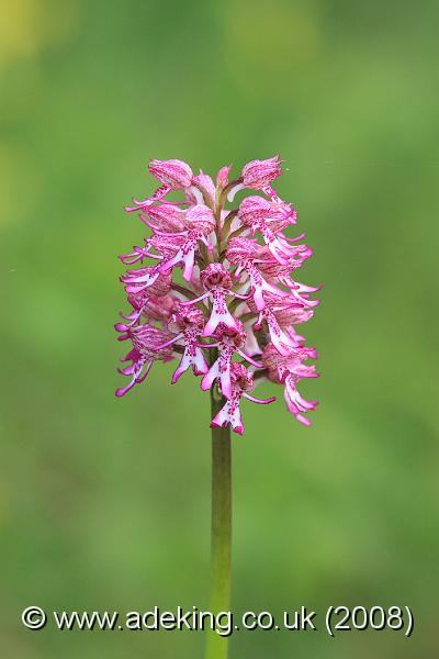 IMG_5462.JPG - 10th May 2008 - Lady x Monkey Orchid Hybrid (Orchis purpurea x. simia) - Hartslock Reserve (Oxon)