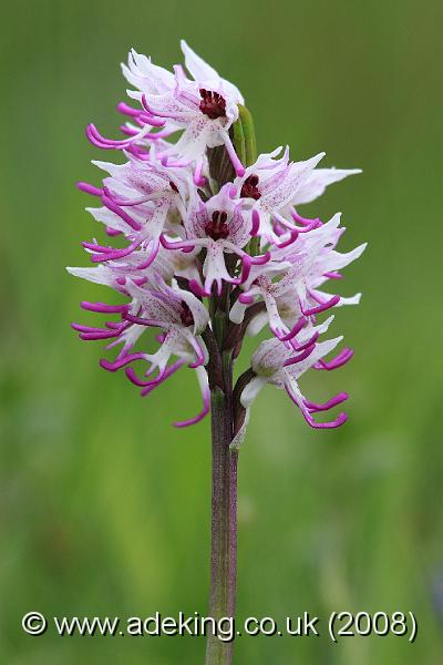 IMG_5558.JPG - 17th May 2008 - Monkey Orchid (Orchis simia) - Hartslock Reserve (Oxon)