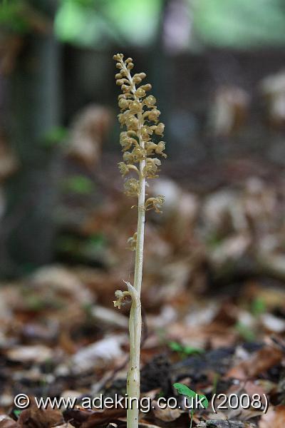 IMG_5611.JPG - 17th May 2008 - Bird's-nest Orchid (Neottia nidus-avis) - Homefield Wood Reserve (Bucks)