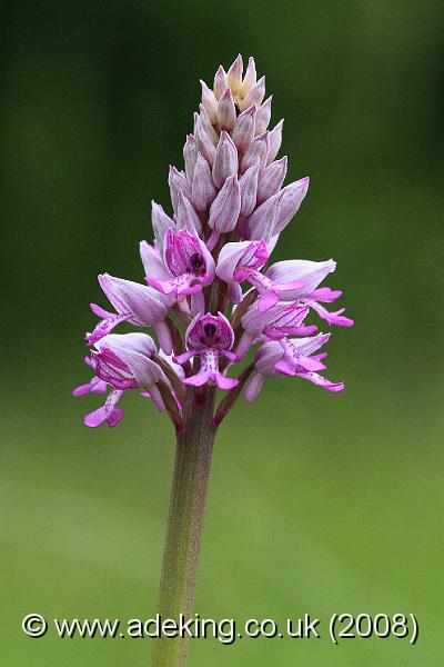 IMG_5631.JPG - 17th May 2008 - Military Orchid (Orchis militaris) - Homefield Wood Reserve (Bucks)