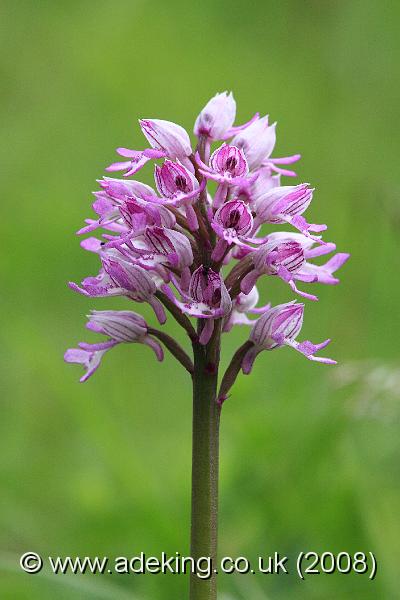 IMG_5651.JPG - 17th May 2008 - Military Orchid (Orchis militaris) - Homefield Wood Reserve (Bucks)