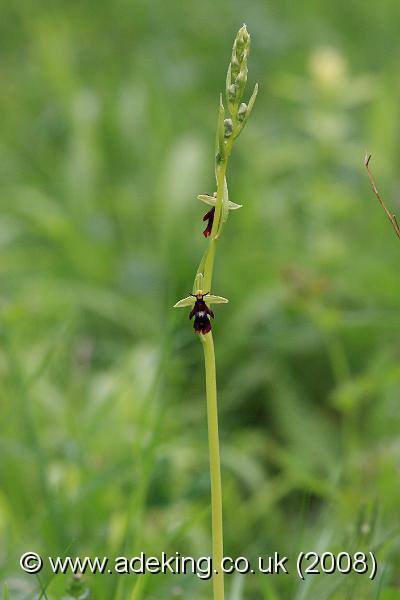 IMG_5677.JPG - 17th May 2008 - Fly Orchid (Ophrys insectifera) - Homefield Wood Reserve (Bucks)