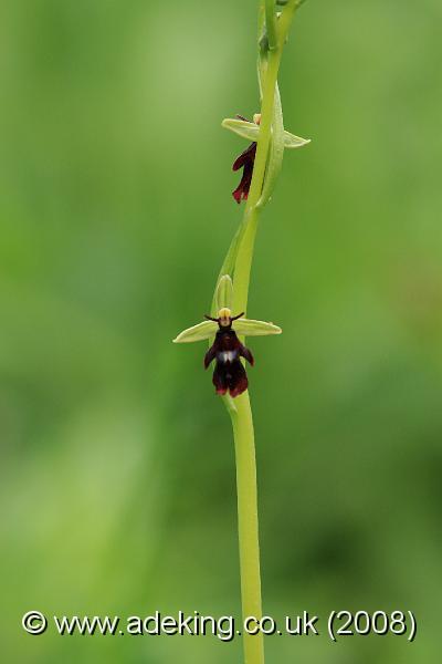 IMG_5681.JPG - 17th May 2008 - Fly Orchid (Ophrys insectifera) - Homefield Wood Reserve (Bucks)