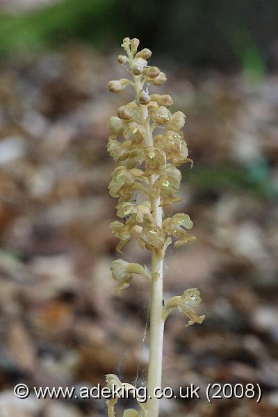 IMG_5725.JPG - 17th May 2008 - Bird's-nest Orchid (Neottia nidus-avis) - Homefield Wood Reserve (Bucks)