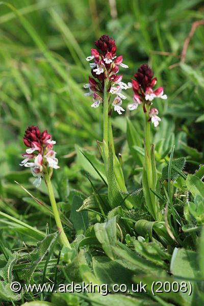 IMG_5767.JPG - 18th May 2008 - Burnt Orchid (Orchis ustulata) - Martin Down (Hants)