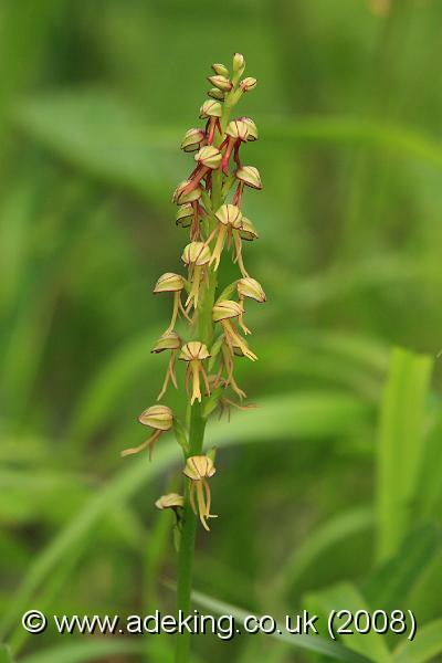 IMG_6030.JPG - 23rd May 2008 - Man Orchid (Aceras anthropophorum) - Queendown Warren Reserve (Kent)