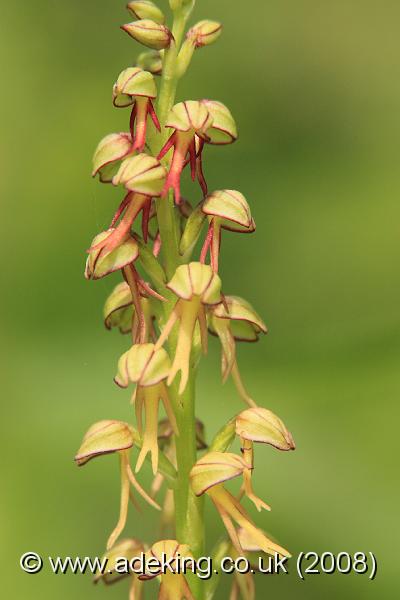 IMG_6108.JPG - 23rd May 2008 - Man Orchid (Aceras anthropophorum) - Queendown Warren Reserve (Kent)