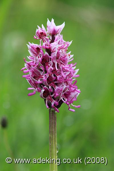 IMG_6220.JPG - 26th May 2008 - Monkey Orchid (Orchis simia) - Park Gate Down Reserve (East Kent)