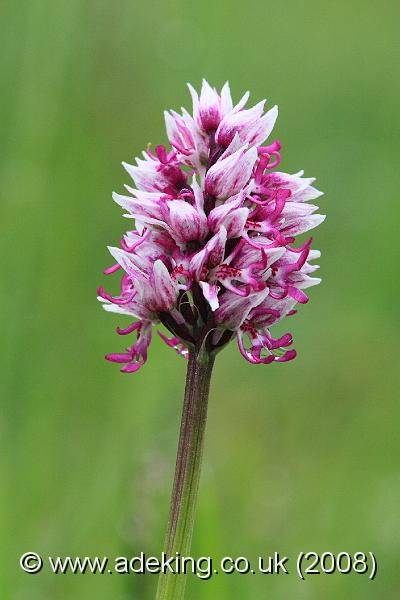 IMG_6237.JPG - 26th May 2008 - Monkey Orchid (Orchis simia) - Park Gate Down Reserve (East Kent)