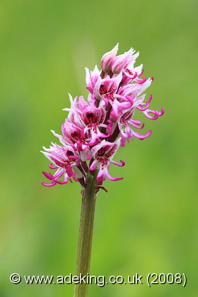 IMG_6308.JPG - 27th May 2008 - Monkey Orchid (Orchis simia) - Park Gate Down Reserve (East Kent)