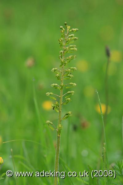 IMG_6317.JPG - 27th May 2008 - Common Twayblade (Neottia ovata) - Park Gate Down Reserve (East Kent)