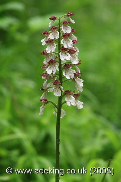 IMG_6355.JPG - 27th May 2008 - Lady Orchid (Orchis purpurea) - Yockletts Bank (East Kent)