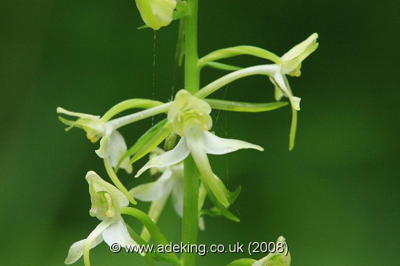 IMG_6375.JPG - 28th May 2008 - Greater Butterfly Orchid (Platanthera chlorantha) - Yockletts Bank Reserve (East Kent)