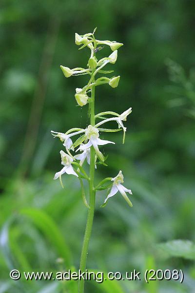 IMG_6379.JPG - 28th May 2008 - Greater Butterfly Orchid (Platanthera chlorantha) - Yockletts Bank Reserve (East Kent)