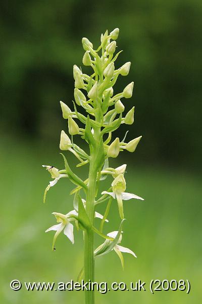 IMG_6386.JPG - 28th May 2008 - Greater Butterfly Orchid (Platanthera chlorantha) - A Site in East Kent