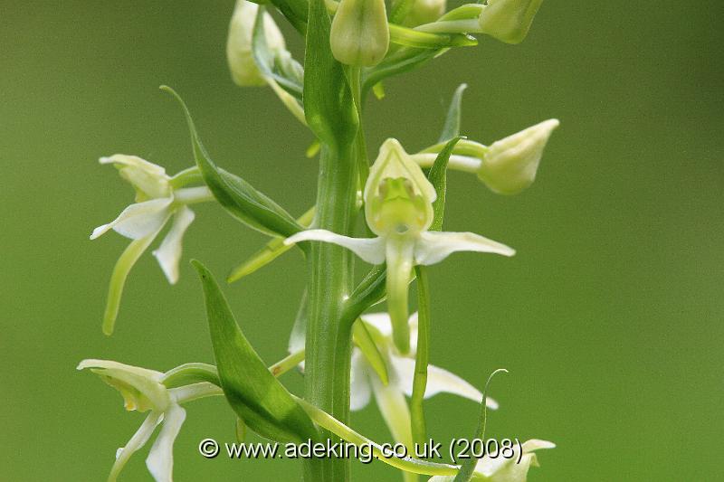 IMG_6397.JPG - 28th May 2008 - Greater Butterfly Orchid (Platanthera chlorantha) - A Site in East Kent