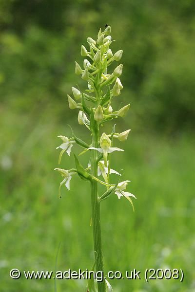 IMG_6400.JPG - 28th May 2008 - Greater Butterfly Orchid (Platanthera chlorantha) - A Site in East Kent