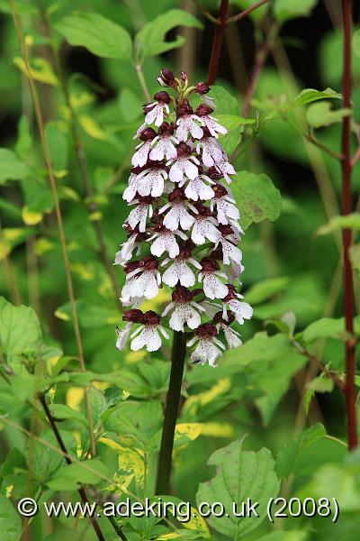 IMG_6405.JPG - 28th May 2008 - Lady Orchid (Orchis purpurea) - A Site in East Kent