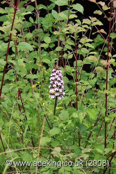 IMG_6407.JPG - 28th May 2008 - Lady Orchid (Orchis purpurea) growing within Dogwood - A Site in East Kent