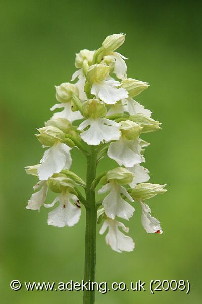 IMG_6420.JPG - 28th May 2008 - Albino Lady Orchid (Orchis purpurea) - A Site in East Kent