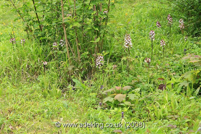 IMG_6436.JPG - 28th May 2008 - Lady Orchids (Orchis purpurea) - A Site in East Kent