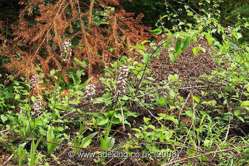 IMG_6445.JPG - 28th May 2008 - Lady Orchids (Orchis purpurea) growing in the spoils of a wood ant nest - A Site in East Kent