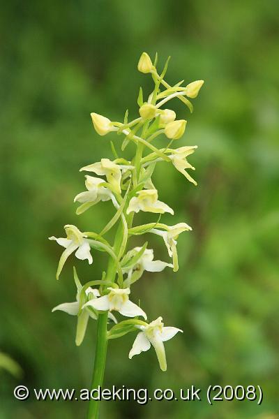 IMG_6457.JPG - 28th May 2008 - Greater Butterfly Orchid (Platanthera chlorantha) - A Site in East Kent