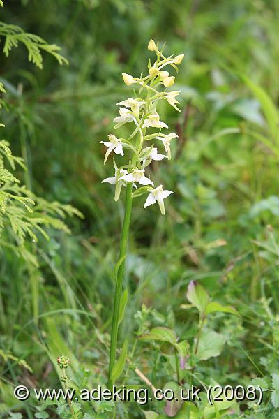 IMG_6459.JPG - 28th May 2008 - Greater Butterfly Orchid (Platanthera chlorantha) - A Site in East Kent