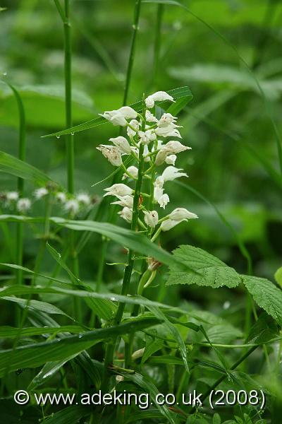 IMG_6489.JPG - 29th May 2008 - Sword-Leaved Helleborine (Cephalanthera longifolia) - Chappetts Copse Reserve (Hants)