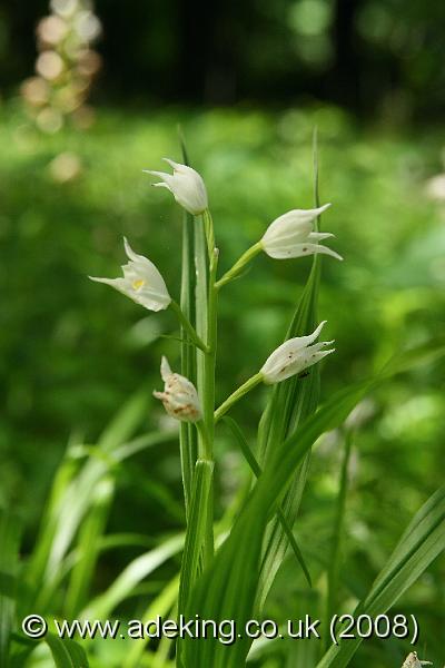 IMG_6504.JPG - 29th May 2008 - Sword-Leaved Helleborine (Cephalanthera longifolia) - Chappetts Copse Reserve (Hants)