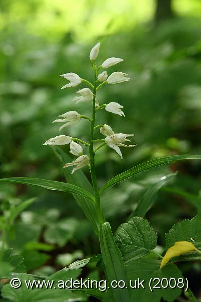 IMG_6512.JPG - 29th May 2008 - Sword-Leaved Helleborine (Cephalanthera longifolia) - Chappetts Copse Reserve (Hants)