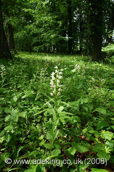 IMG_6525.JPG - 29th May 2008 - Sword-Leaved Helleborine (Cephalanthera longifolia) - Chappetts Copse Reserve (Hants)