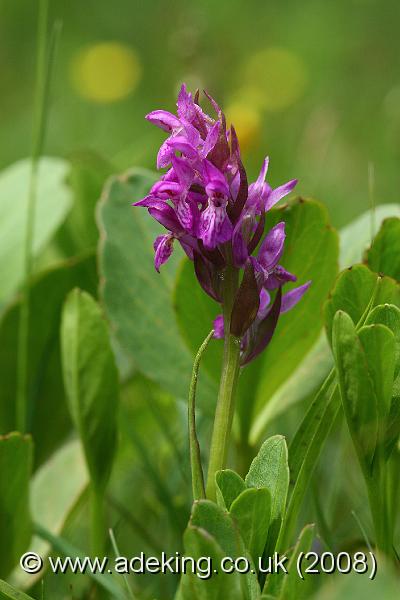 IMG_6541.JPG - 29th May 2008 - Pugsley's Marsh Orchid (Dactylorhiza traunsteineri) - Mapledurwell Fen (Hants)