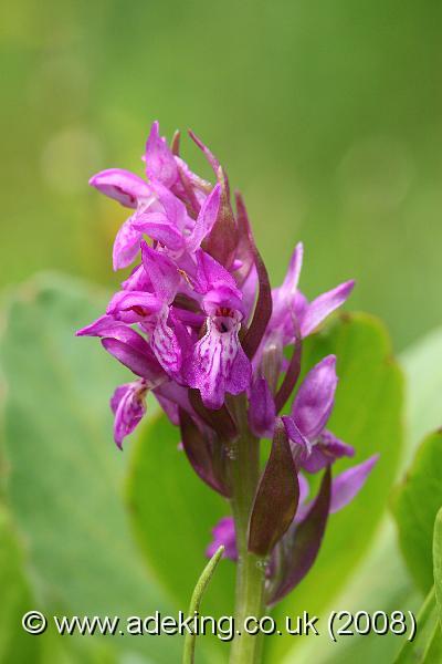 IMG_6546.JPG - 29th May 2008 - Pugsley's Marsh Orchid (Dactylorhiza traunsteineri) - Mapledurwell Fen (Hants)