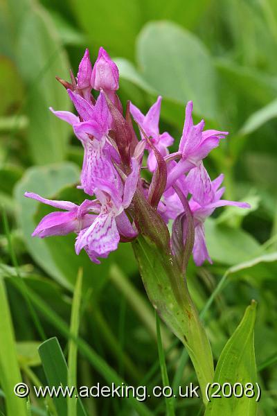 IMG_6569.JPG - 29th May 2008 - Pugsley's Marsh Orchid (Dactylorhiza traunsteineri) - Mapledurwell Fen (Hants)