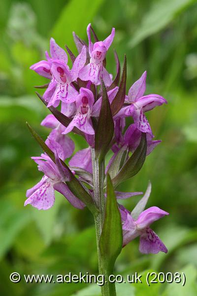 IMG_6582.JPG - 29th May 2008 - Pugsley's Marsh Orchid (Dactylorhiza traunsteineri) - Mapledurwell Fen (Hants)