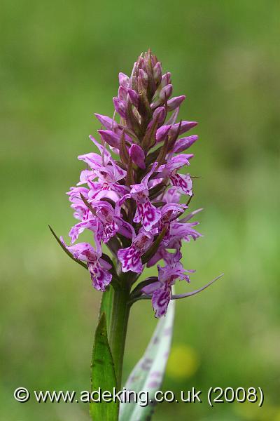 IMG_6587.JPG - 29th May 2008 - Heath Spotted Orchid (Dactylorhiza maculata sub-species ericetorum) - Applemore (Hants)