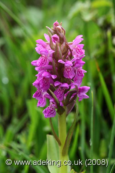 IMG_6647.JPG - 30th May 2008 - Early Marsh Orchid (Dactylorhiza incarnata subsp. pulchella) - Near Applemore (Hants)