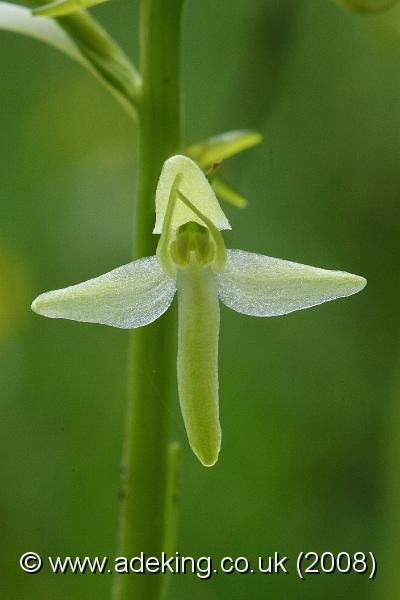 IMG_6709.JPG - 30th May 2008 - Lesser Butterfly Orchid (Platanthera bifolia) - Holmsley (Hants)