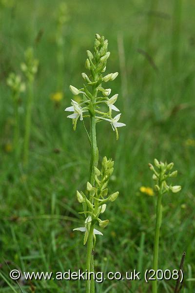 IMG_6715.JPG - 30th May 2008 - Lesser Butterfly Orchid (Platanthera bifolia) - Holmsley (Hants)