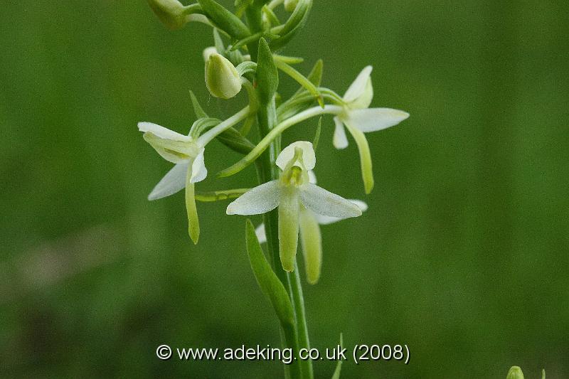 IMG_6725.JPG - 30th May 2008 - Lesser Butterfly Orchid (Platanthera bifolia) - Holmsley (Hants)